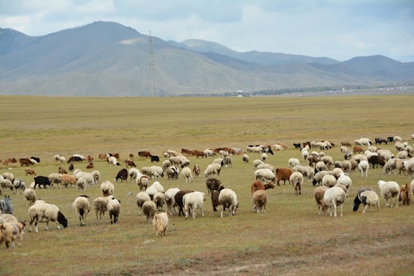 A herd of sheep grazing on a dry grass field — Terelj, Mongolia