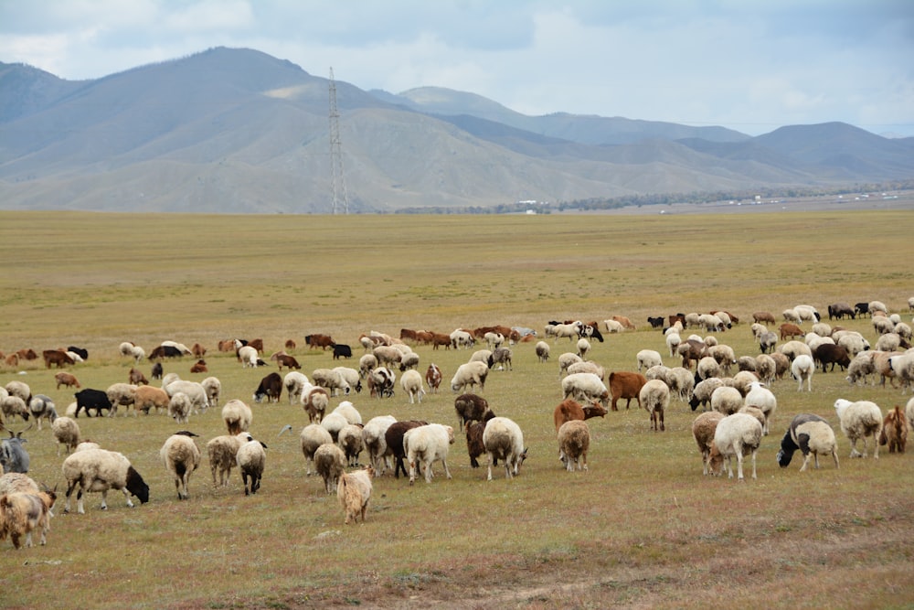 a herd of sheep grazing on a dry grass field