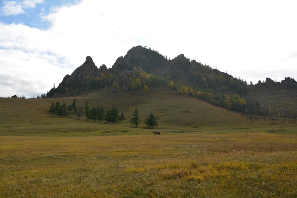 a grassy field with a mountain in the background