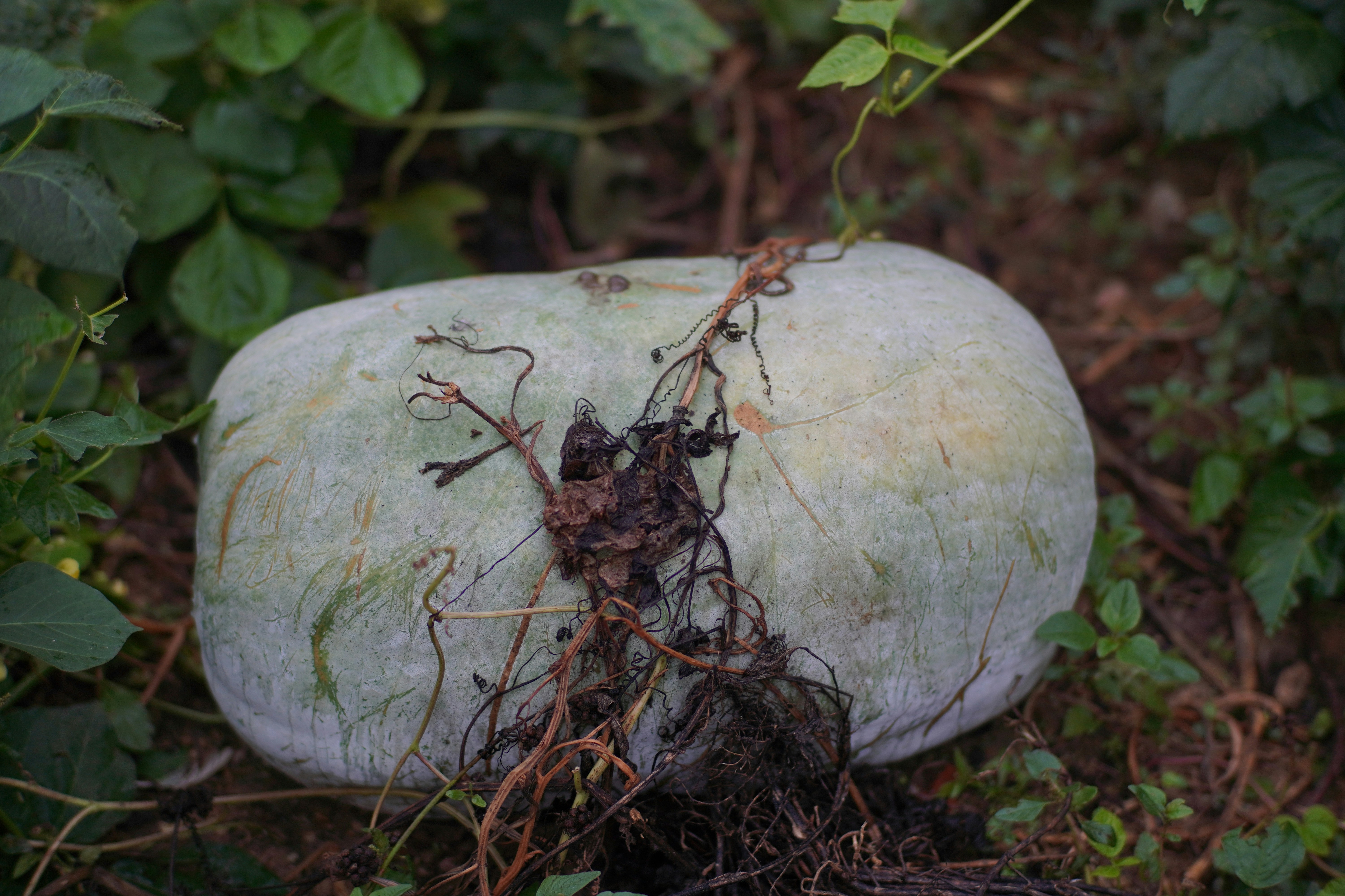 A rock with a plant growing out of it