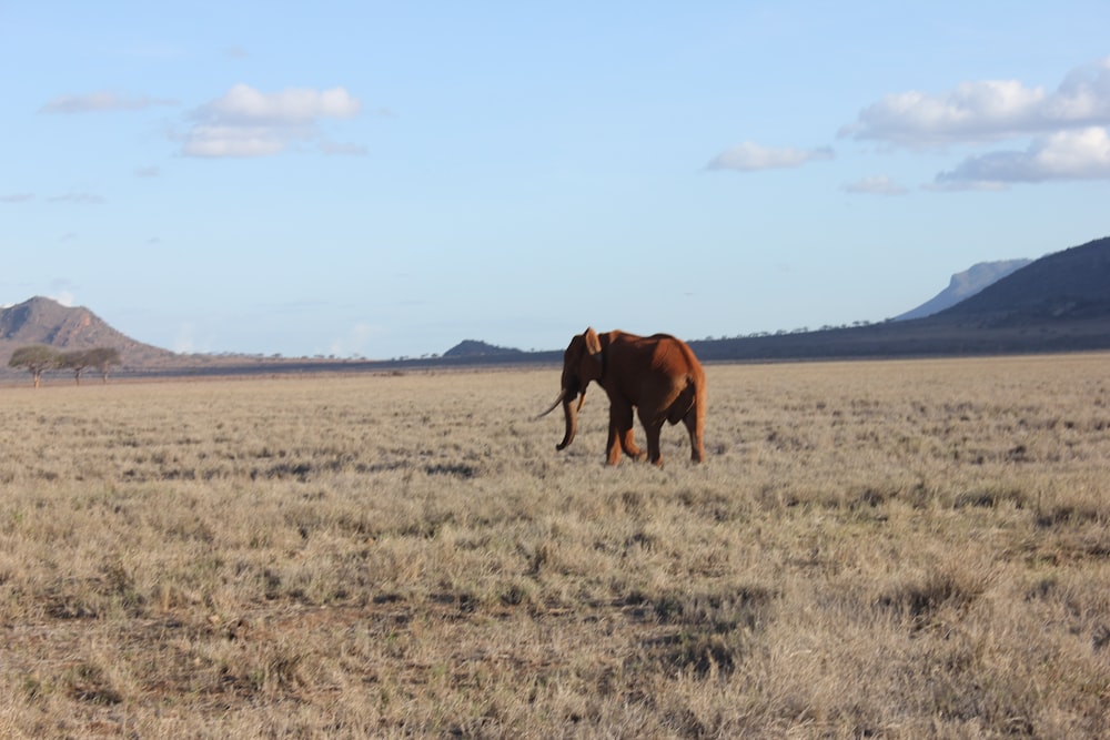 an elephant walking across a dry grass field