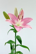 a pink flower with green leaves in a vase