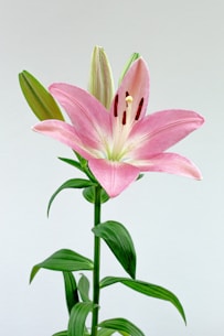 a pink flower with green leaves in a vase