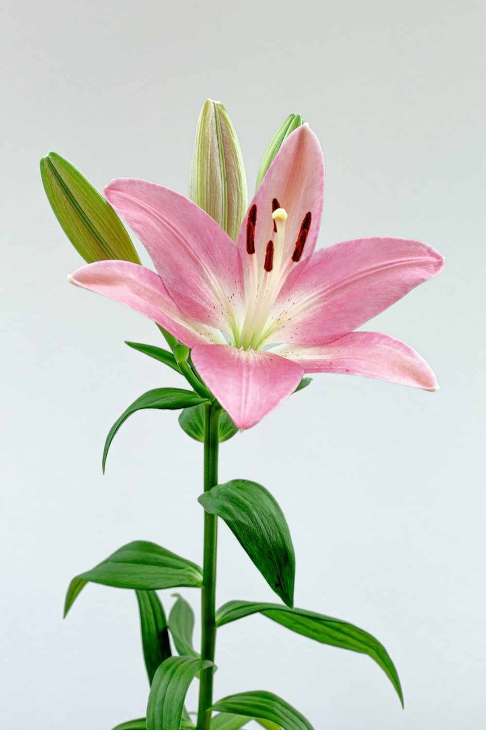 a pink flower with green leaves in a vase