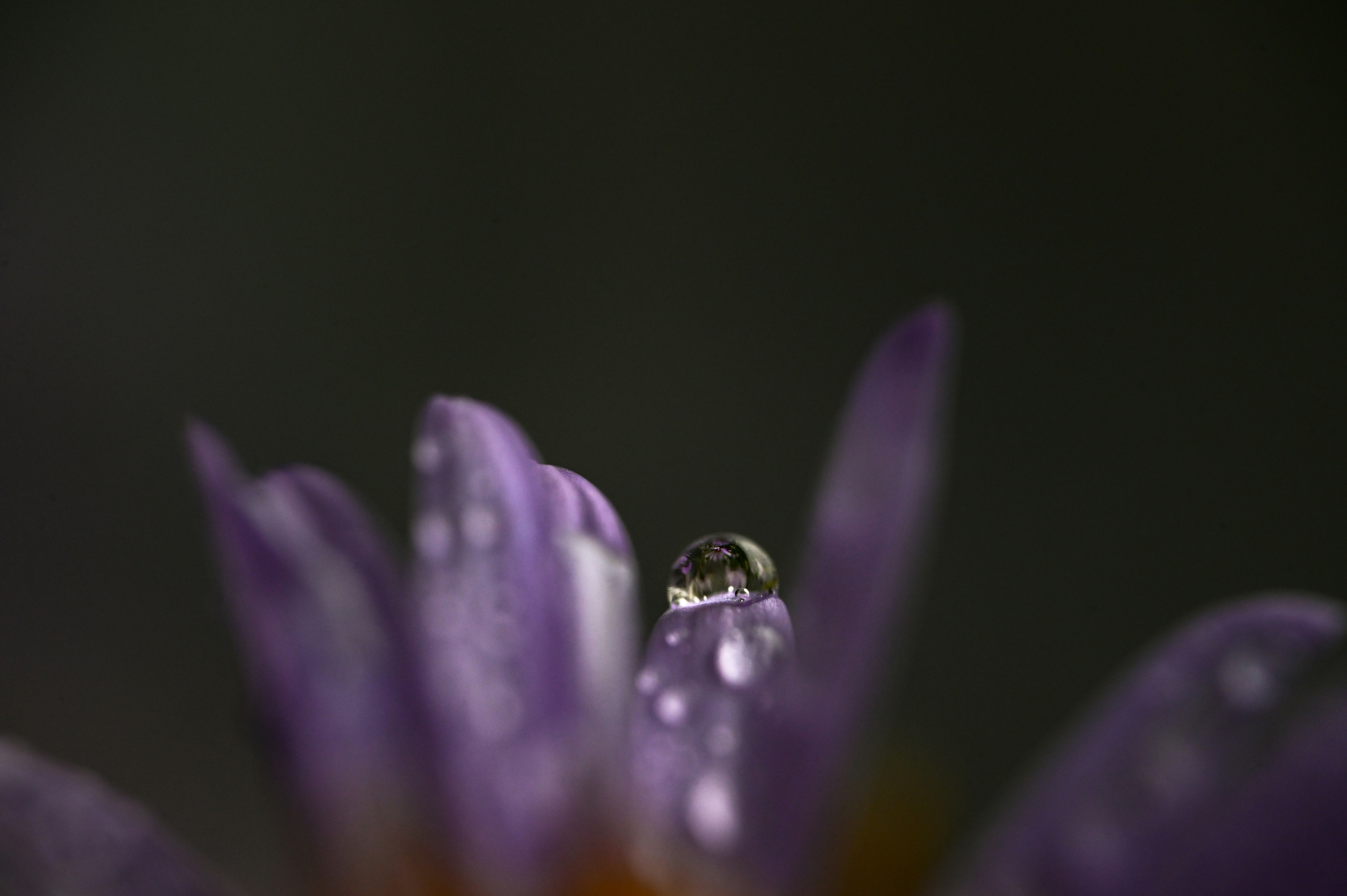 Gros plan d’une goutte d’eau sur une fleur violette