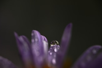 Close-up of intricate details on a flower petal with dew drops.