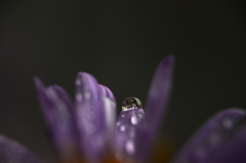 Nahaufnahme eines Wassertropfens auf einer lila Blume