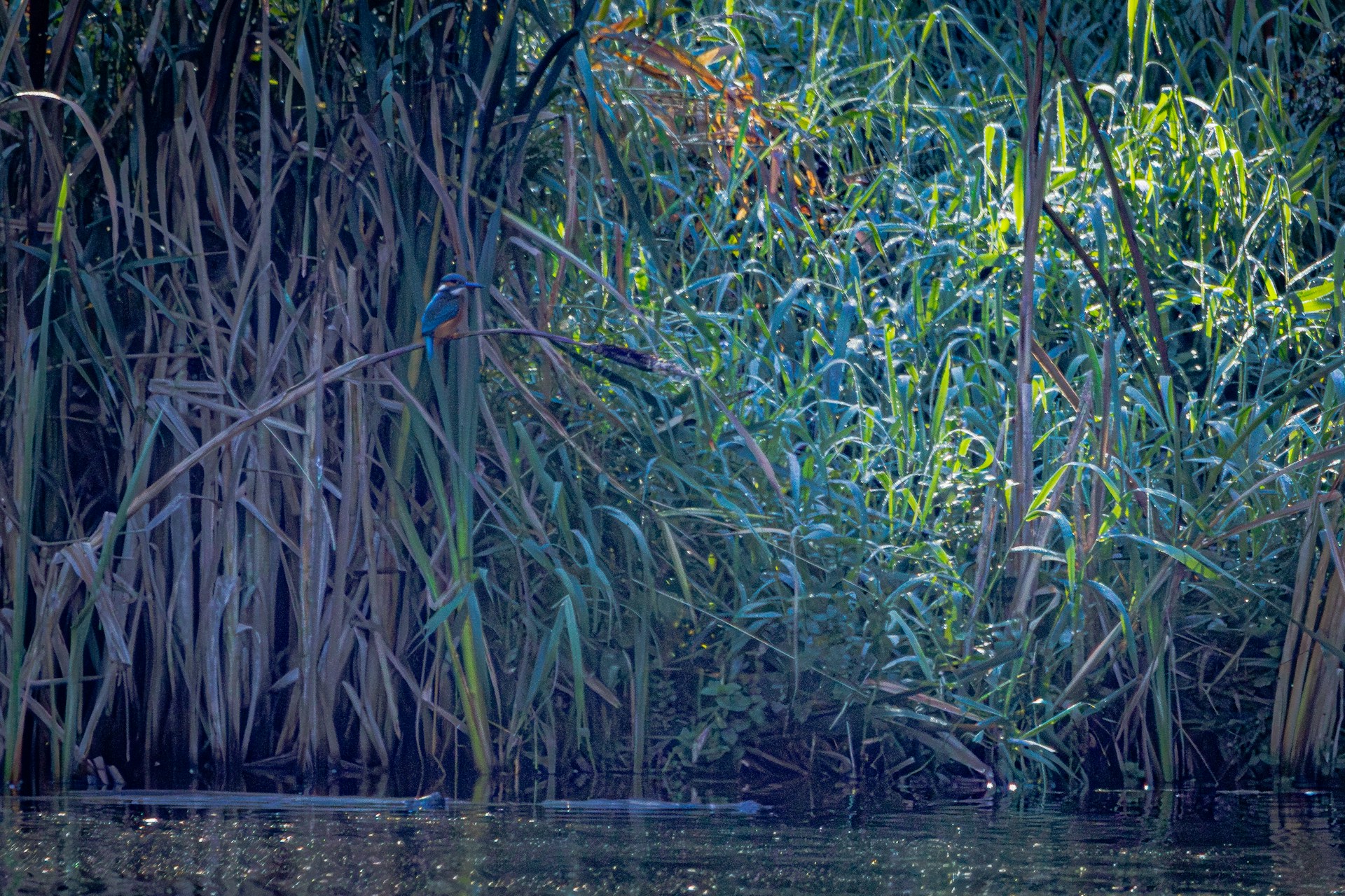 A graceful bird perched on a slender branch, surrounded by lush green leaves glowing in golden sunlight.