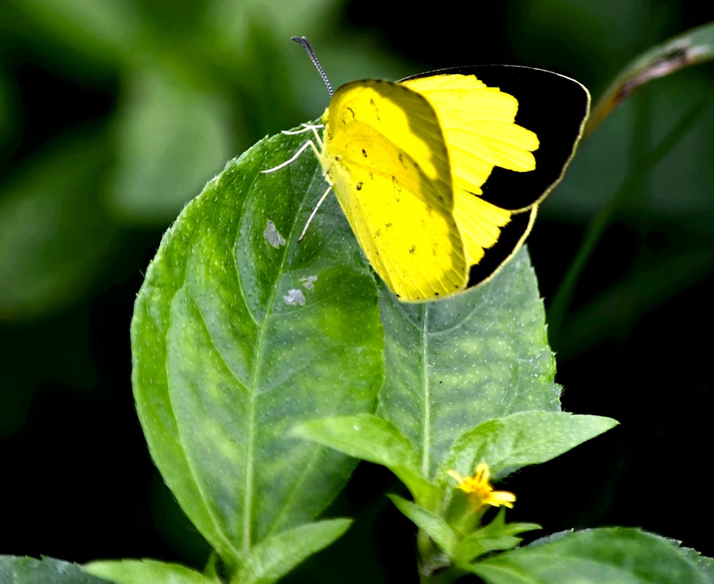 a yellow and black butterfly sitting on a green leaf