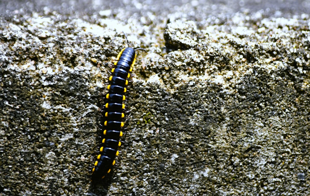 a black and yellow caterpillar crawling on a rock