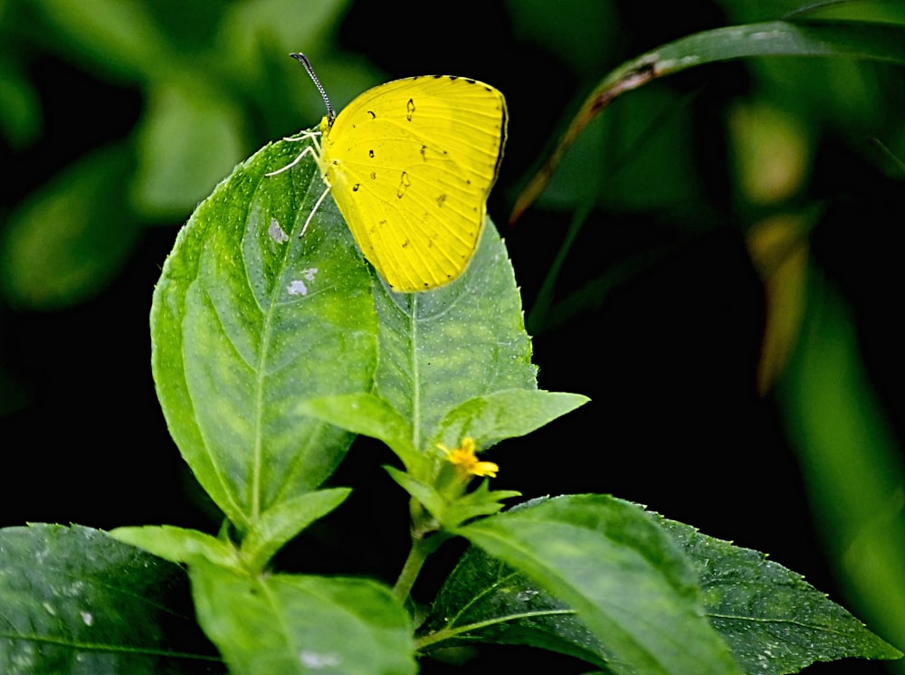 a yellow butterfly sitting on a green leaf