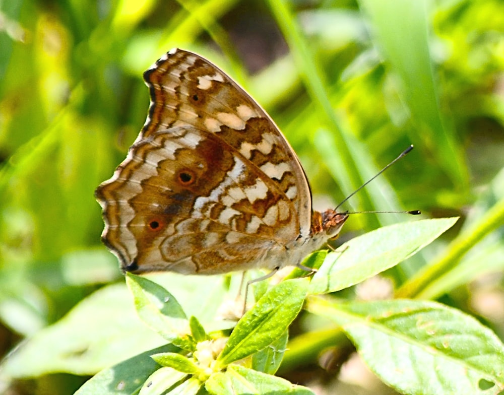 a brown and white butterfly sitting on a green leaf