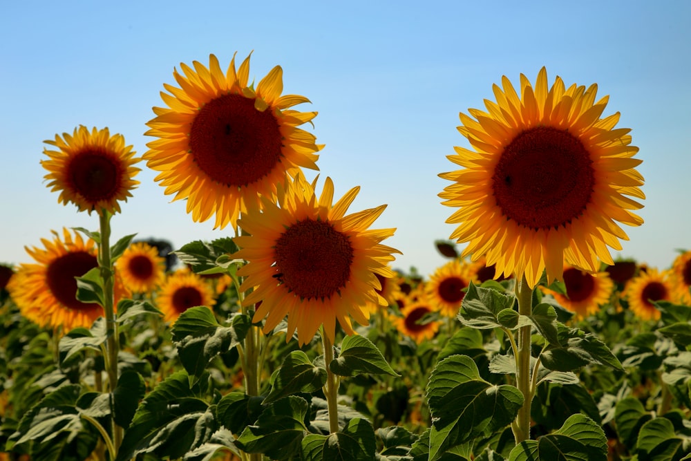 a field of sunflowers with a blue sky in the background