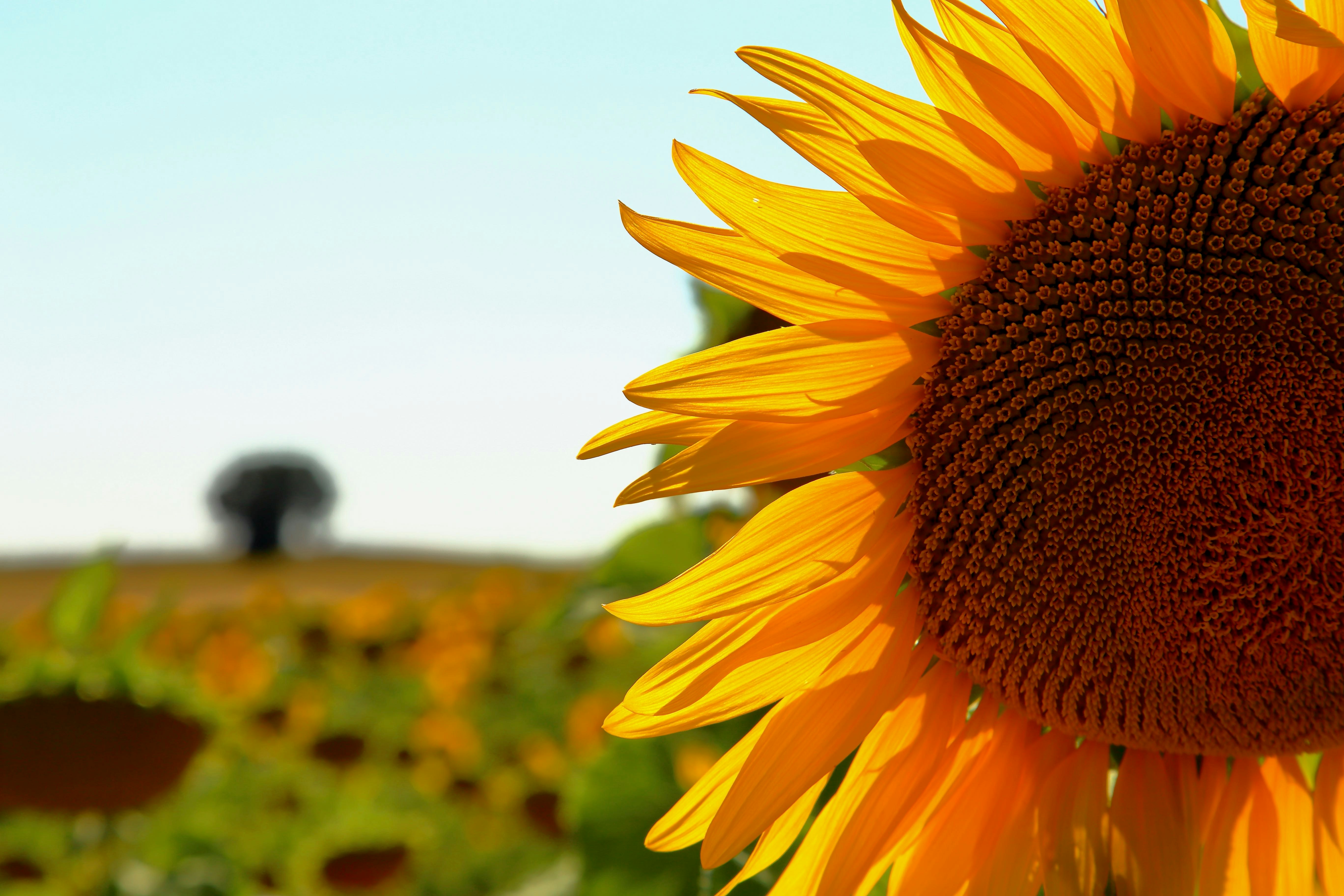 Photo by natanael_laguna