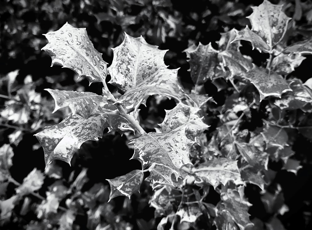 a black and white photo of a leafy plant