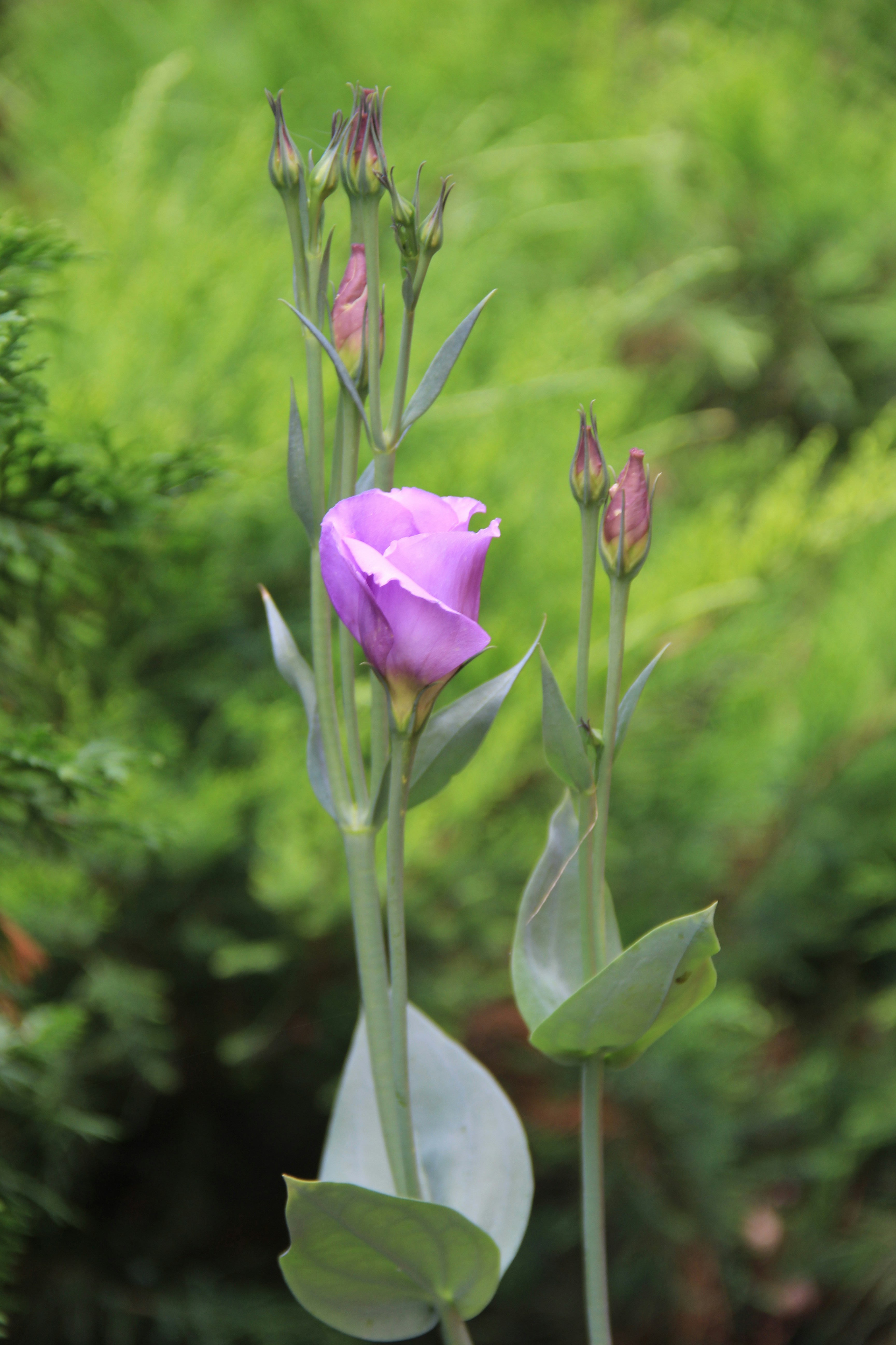 a single purple flower with green leaves in the background
