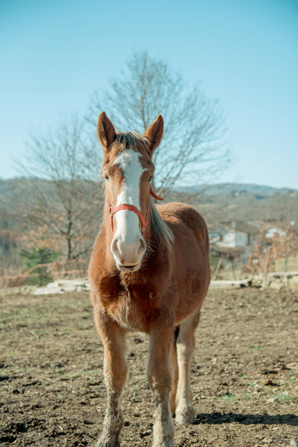 a brown horse standing on top of a dirt field