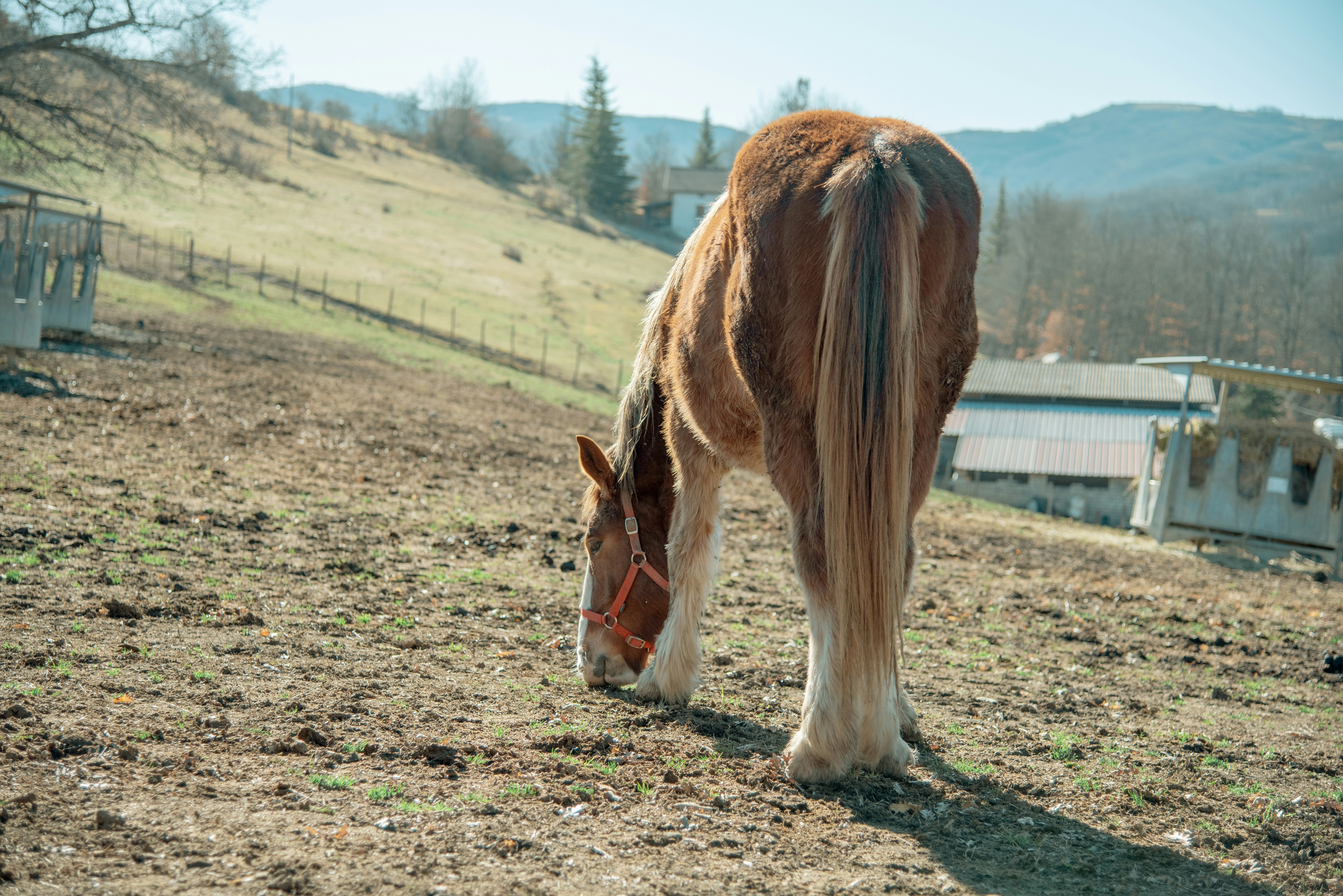 a brown and white horse grazing in a field