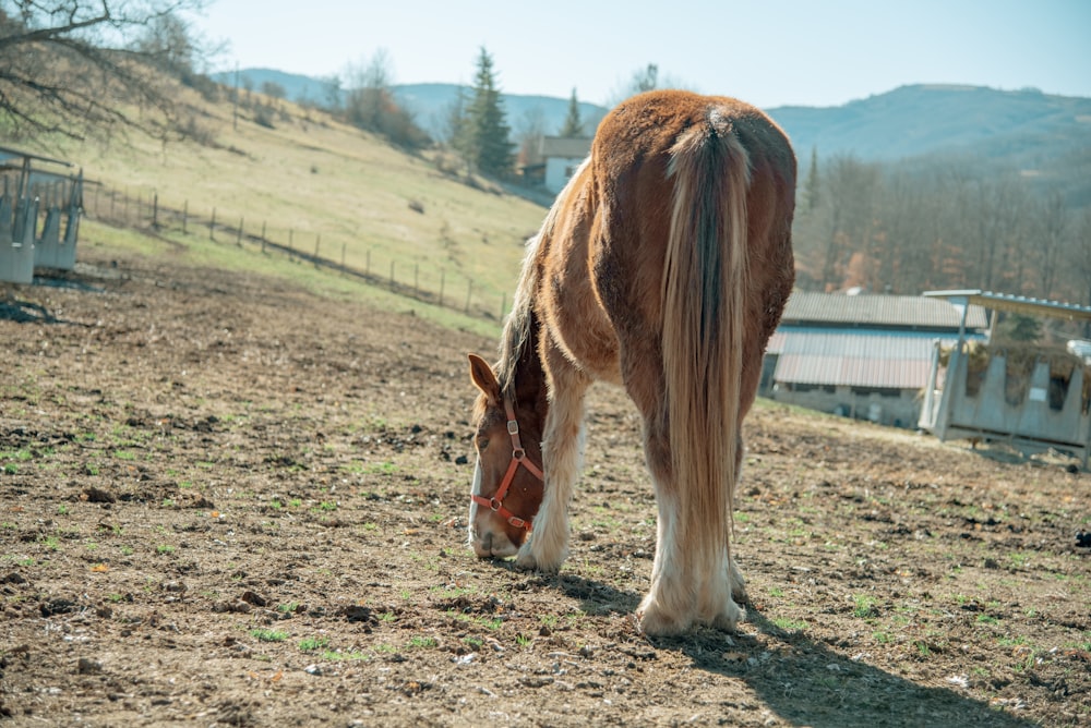 a brown and white horse grazing in a field