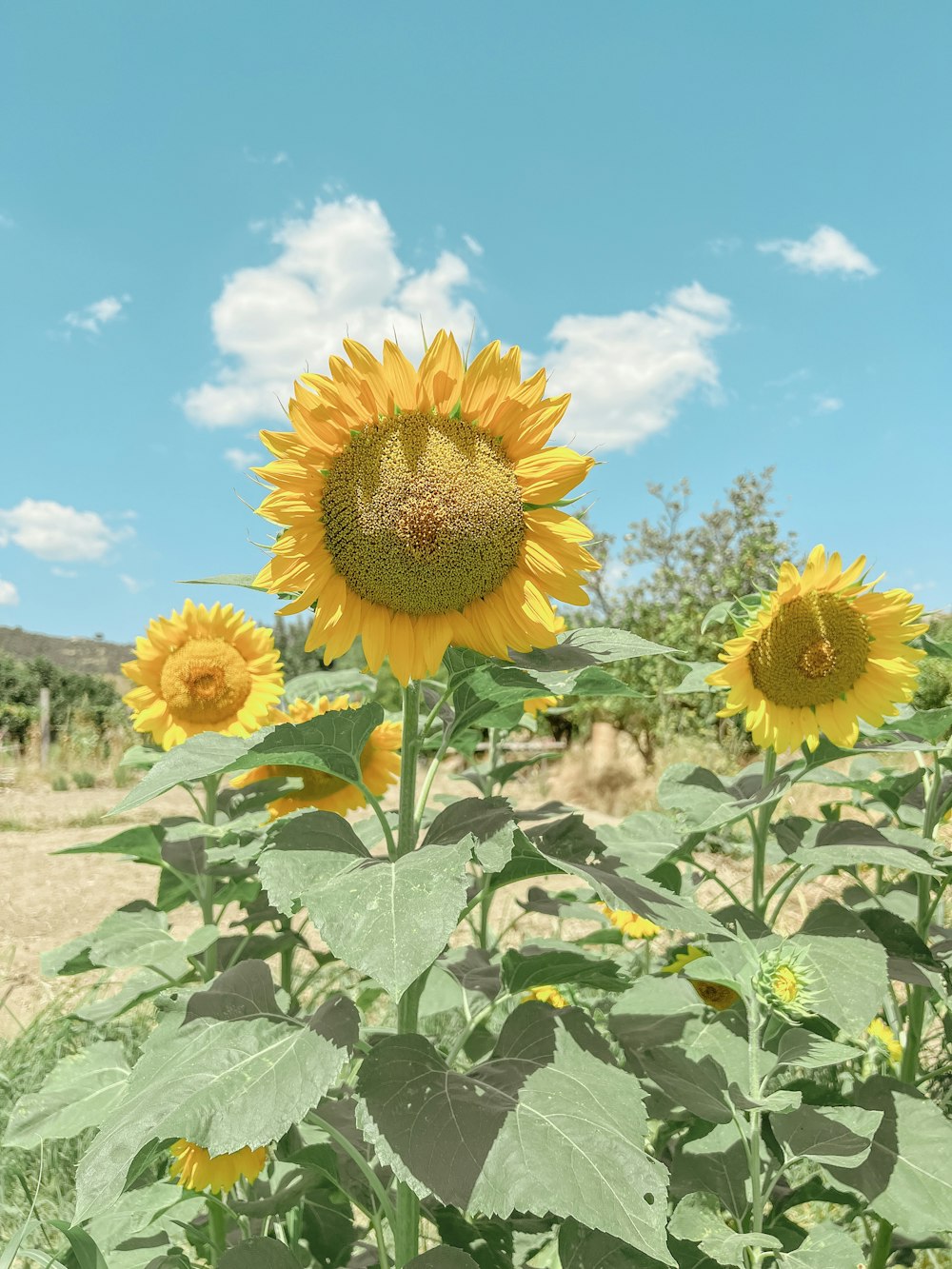 a field of sunflowers with a blue sky in the background