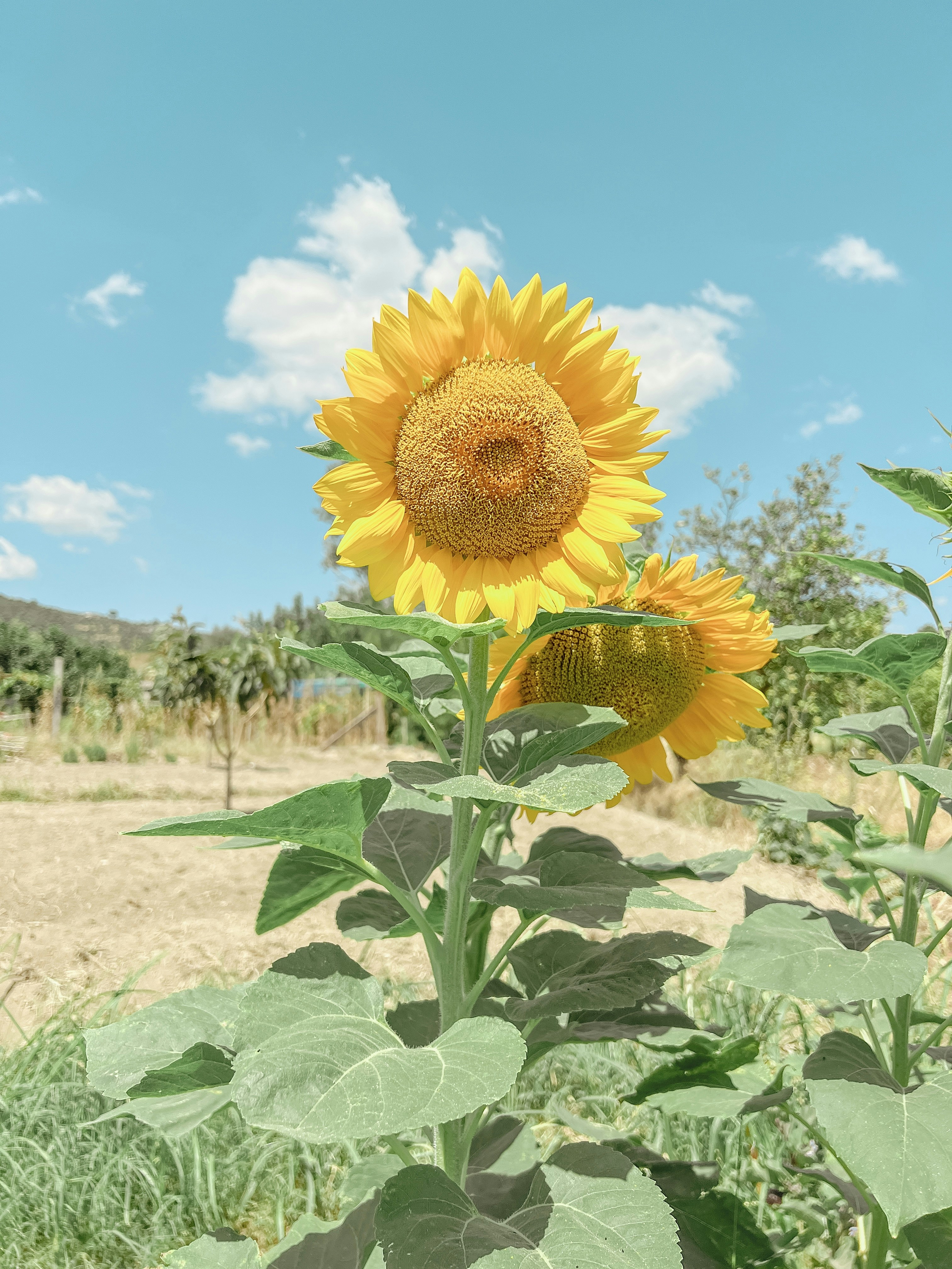a sunflower in a field with a blue sky in the background