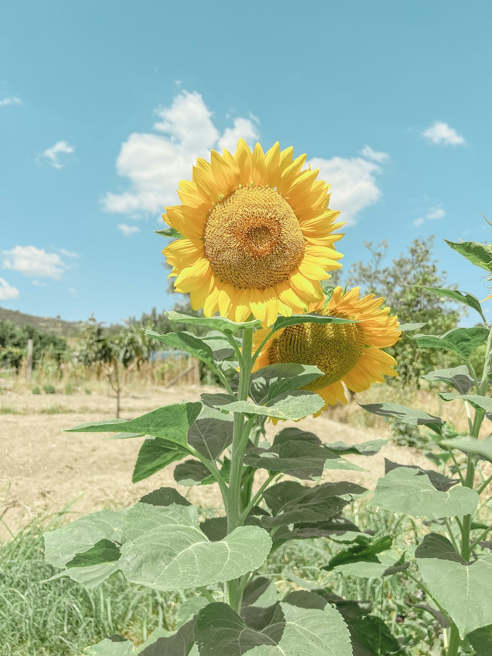 a sunflower in a field with a blue sky in the background