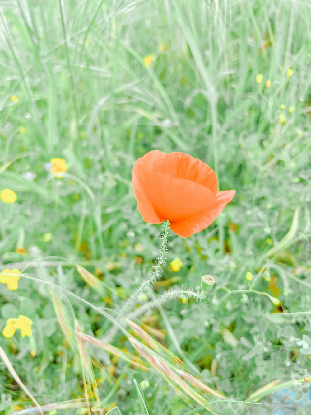 a single orange flower in a field of green grass