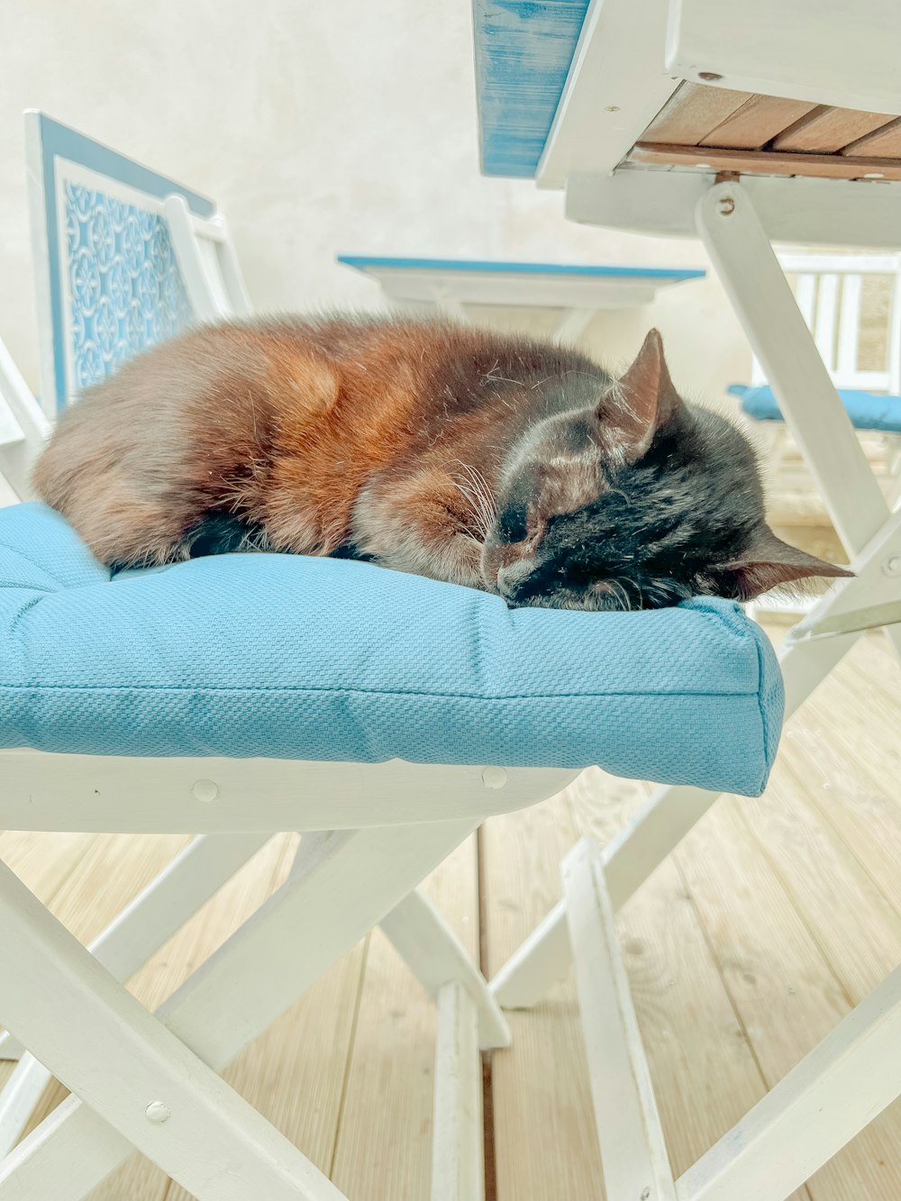 a cat is sleeping on a blue chair