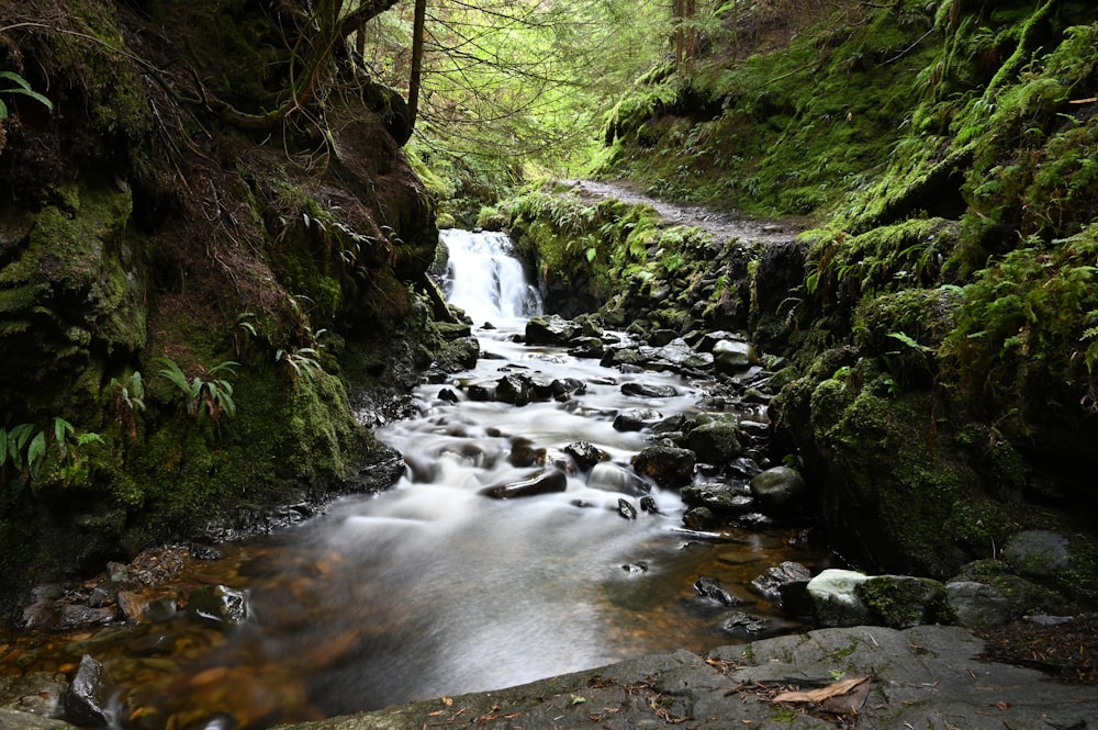 a stream running through a lush green forest