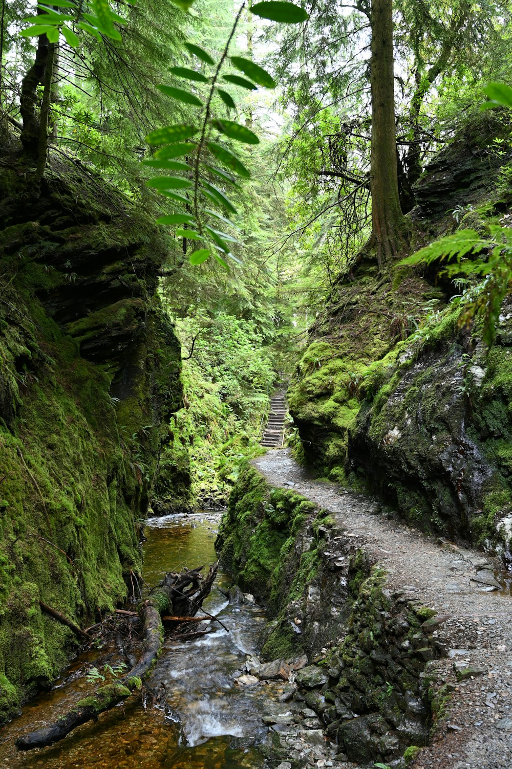 Un sendero en medio de un frondoso bosque verde