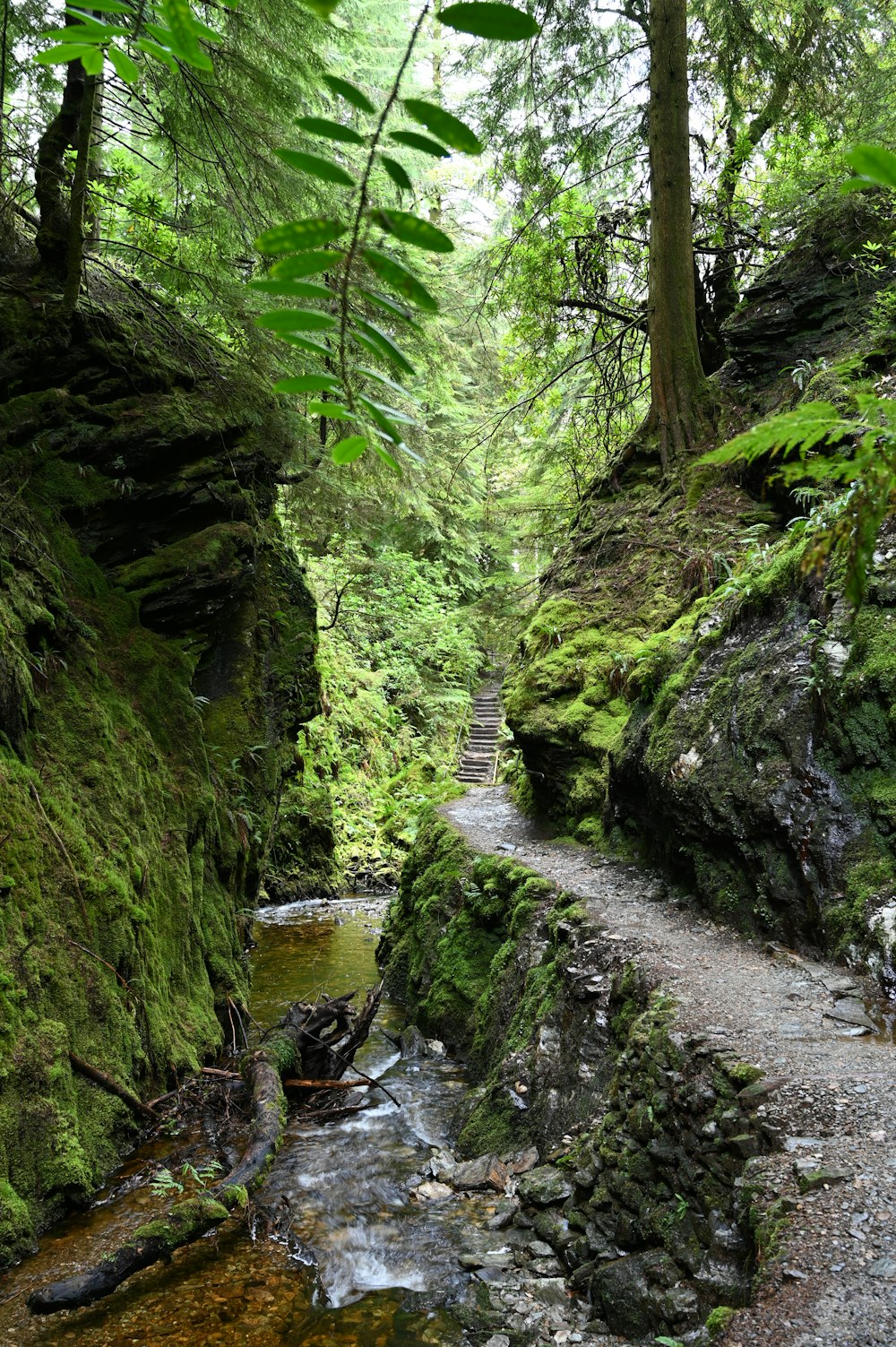 a path in the middle of a lush green forest