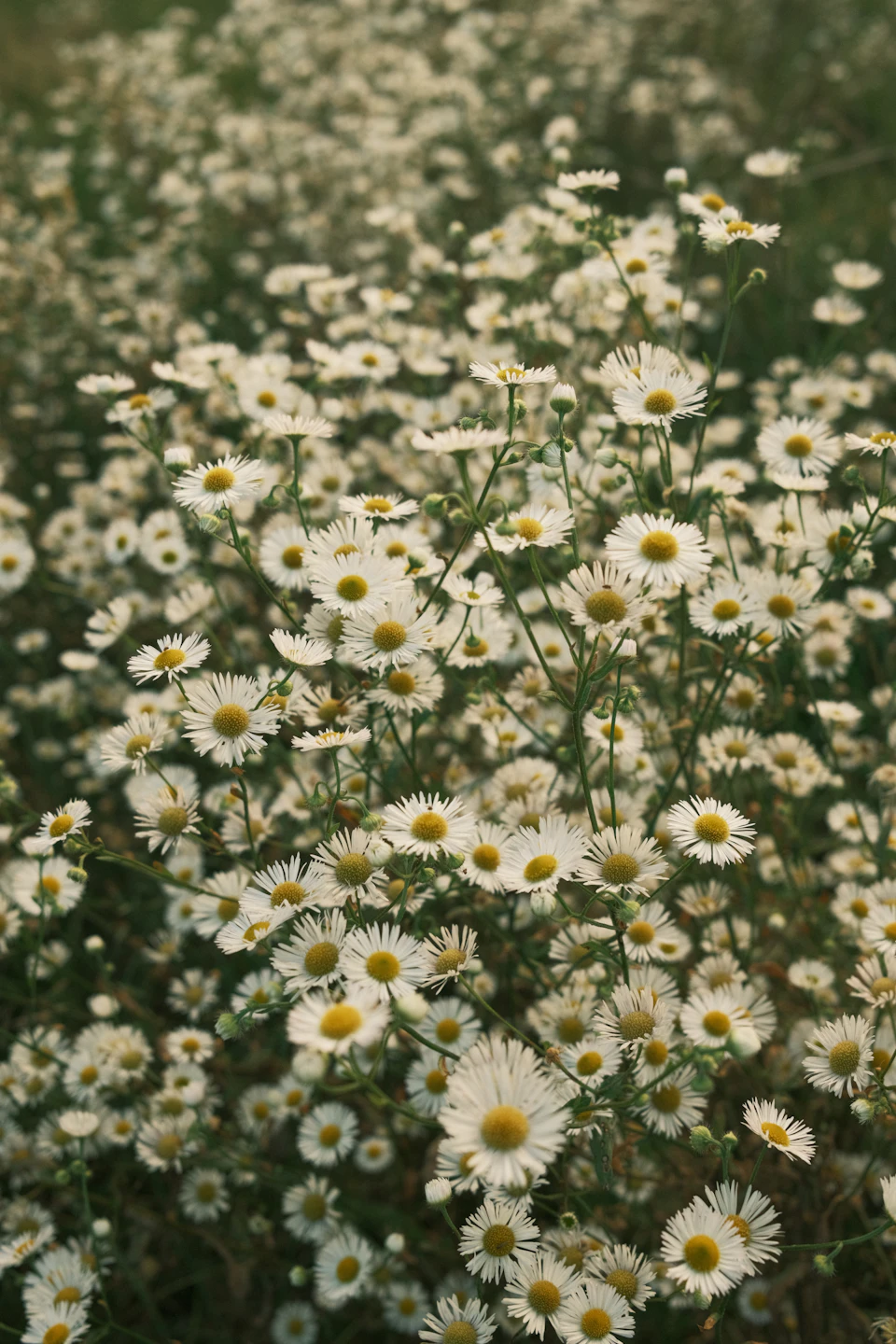 The image depicts a field filled with white daisies, their petals open wide and facing towards the right side of the frame. The daisies are scattered throughout the field, creating a sense of depth and dimension. The background is a light green color that contrasts with the white flowers, making them stand out even more.