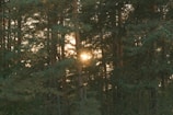 Golden sunlight filtering through a dense forest of tall pine trees.