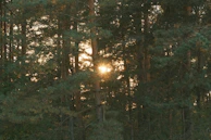 Golden sunlight filtering through tall pine trees in a dense forest.