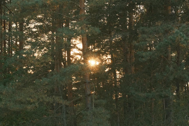 Sunlight filtering through dense pine branches in a serene woodland setting.