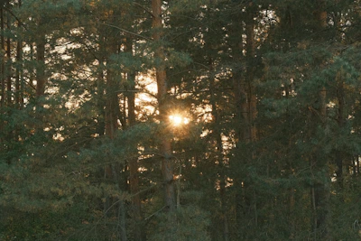 Sunlight filtering through pine trees along a serene Yellowstone trail with a glimpse of Old Faithful geyser erupting in the background.