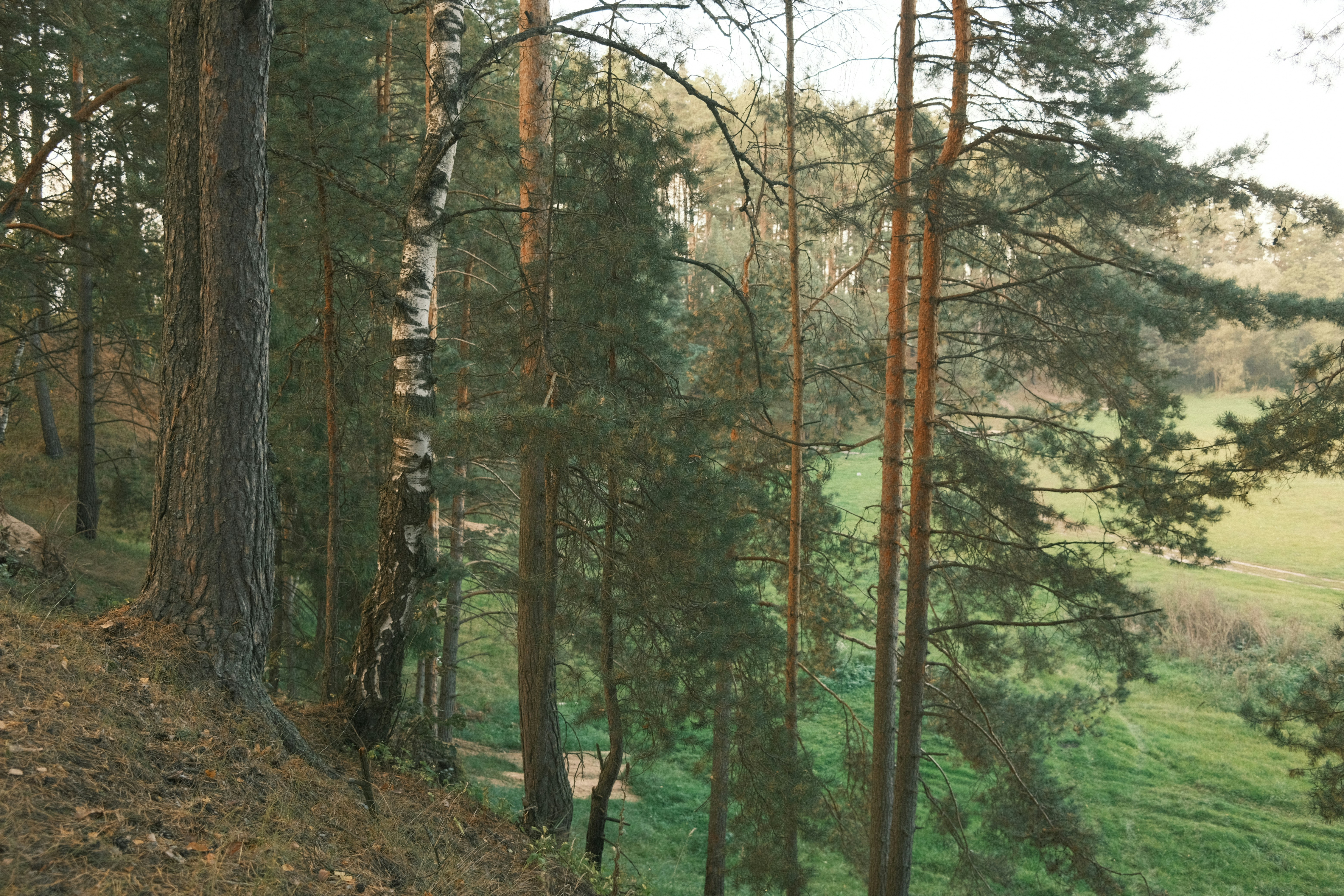 a person walking up a hill in the woods