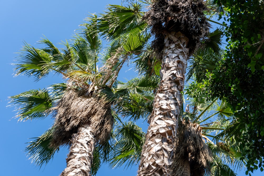 a group of palm trees with a blue sky in the background