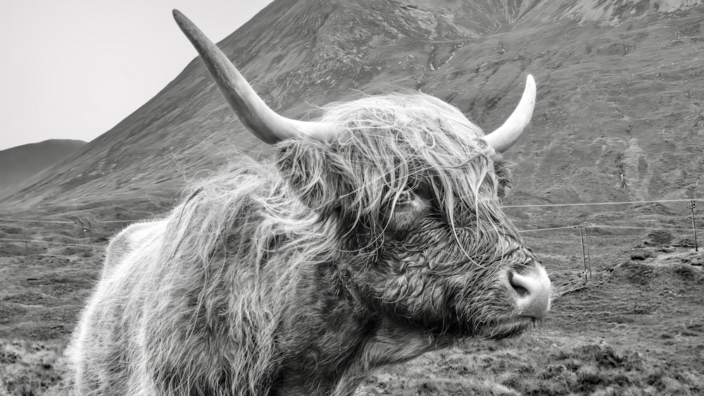 a black and white photo of a yak in front of a mountain