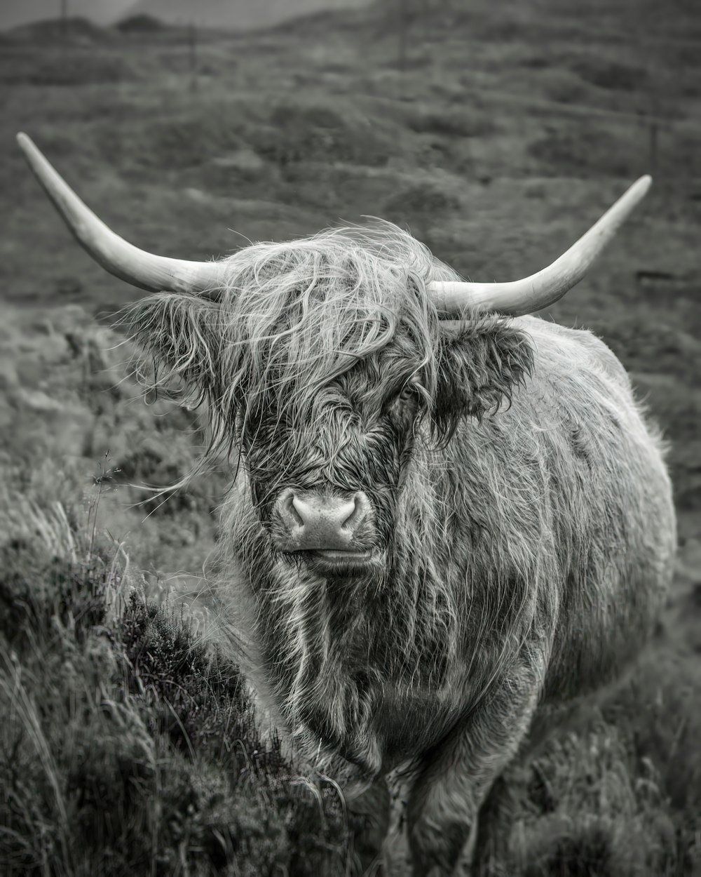 a black and white photo of a long horn bull