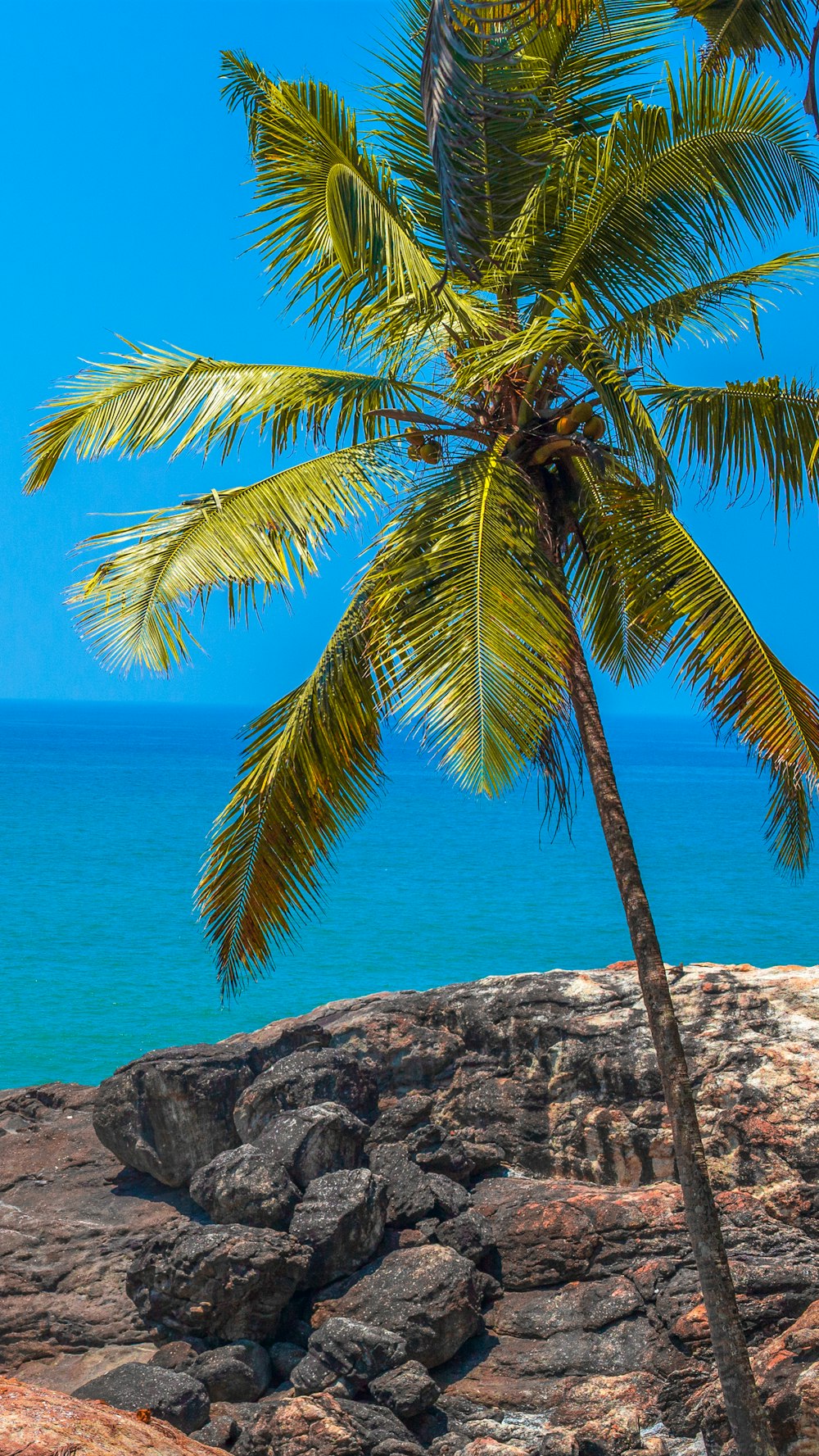 a palm tree on a rocky beach with the ocean in the background
