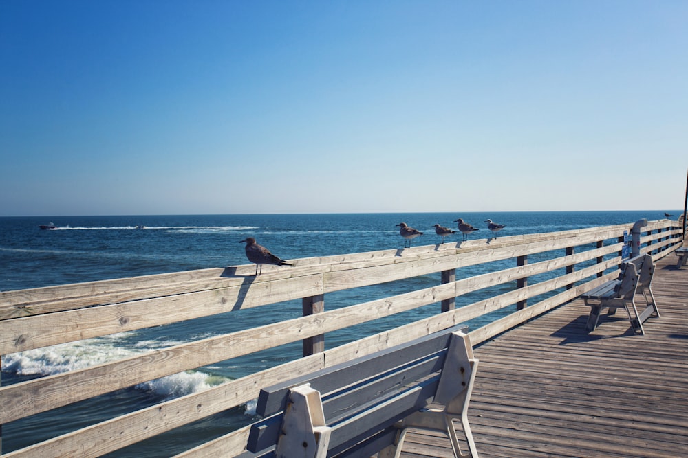 a group of birds sitting on top of a wooden pier