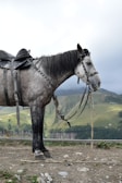 A gray horse stands on rocky terrain, adorned with equestrian tack including a saddle and bridle. The background features lush green hills under a cloudy sky, suggesting a mountainous landscape.