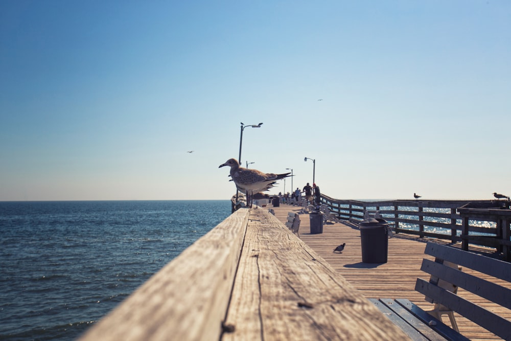 a pier with a bird flying over the top of it