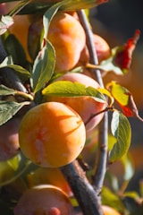 Professional trimming a plum tree with care in a sunny garden