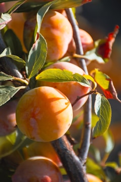 Professional trimming a plum tree with care in a sunny garden