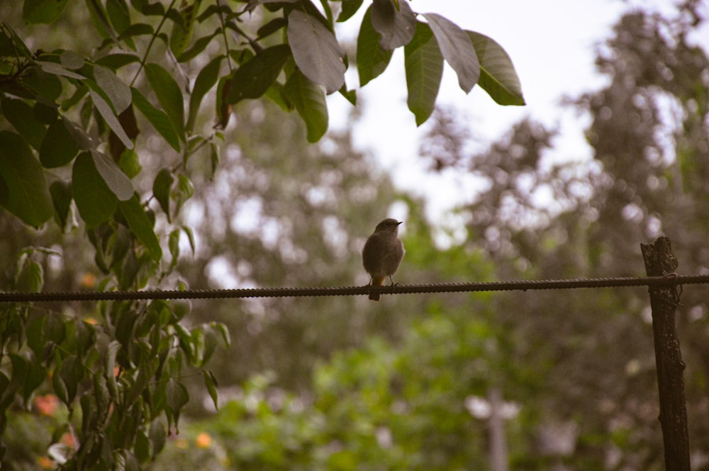 a small bird sitting on a wire fence