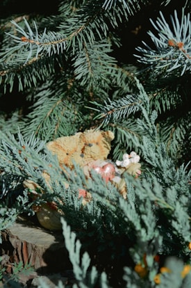 A pair of teddy bear toys are nestled among dense evergreen branches. The bears are light brown and appear to be holding a heart-shaped object with a pinkish hue. There are also some small decorative birds or flowers near the bears. The setting appears to be outdoors with natural lighting casting shadows on the scene.