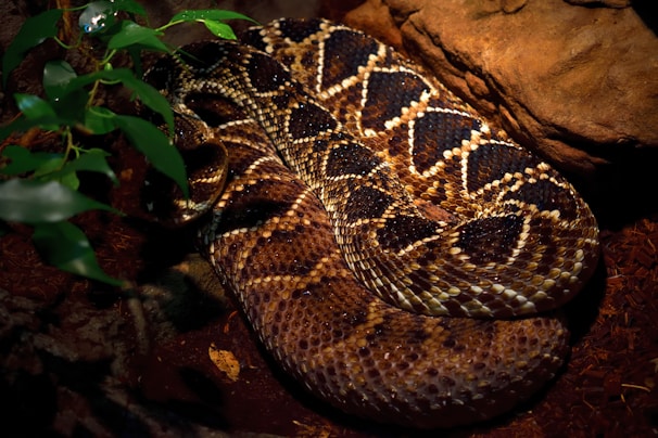A rattlesnake coiled on rocky terrain with its rattle raised, ready to defend