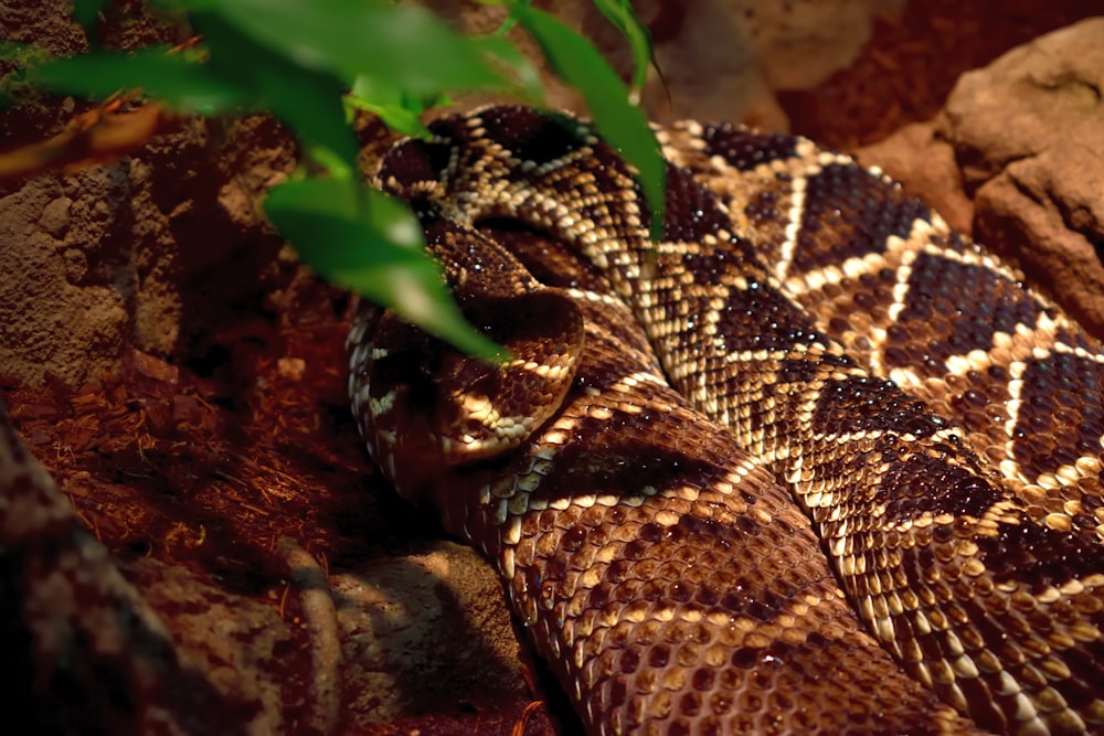 a close up of a snake on a rock